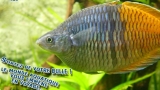 Réduction Aquarium des Tropiques Allex Drome: billets à partir de 5.9€