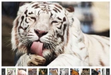Bon plan réduction Zoo de Maubeuge : billets  à partir de 6.58€